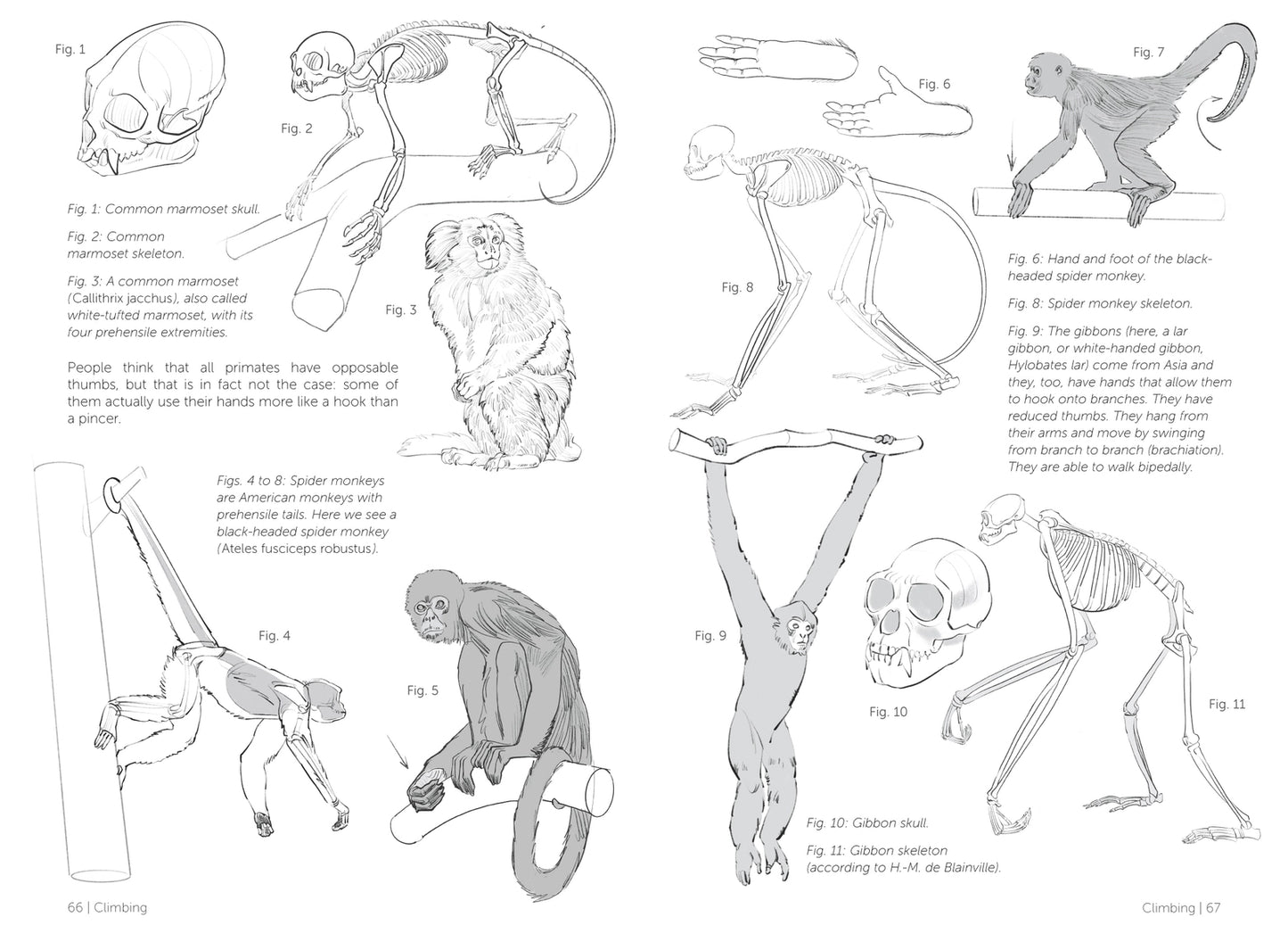 Morpho: Mammals: Elements of Comparative Morphology (Morpho: Anatomy for Artists #9)