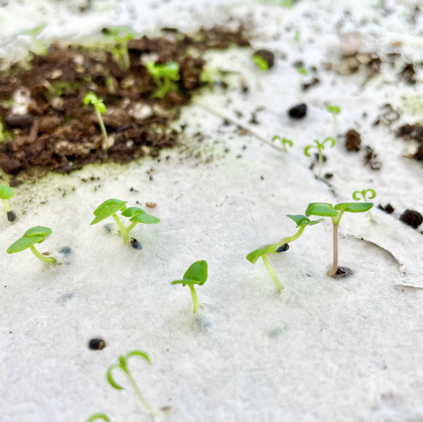 Seeds & Sunshine Plantable Wildflower Seed Card