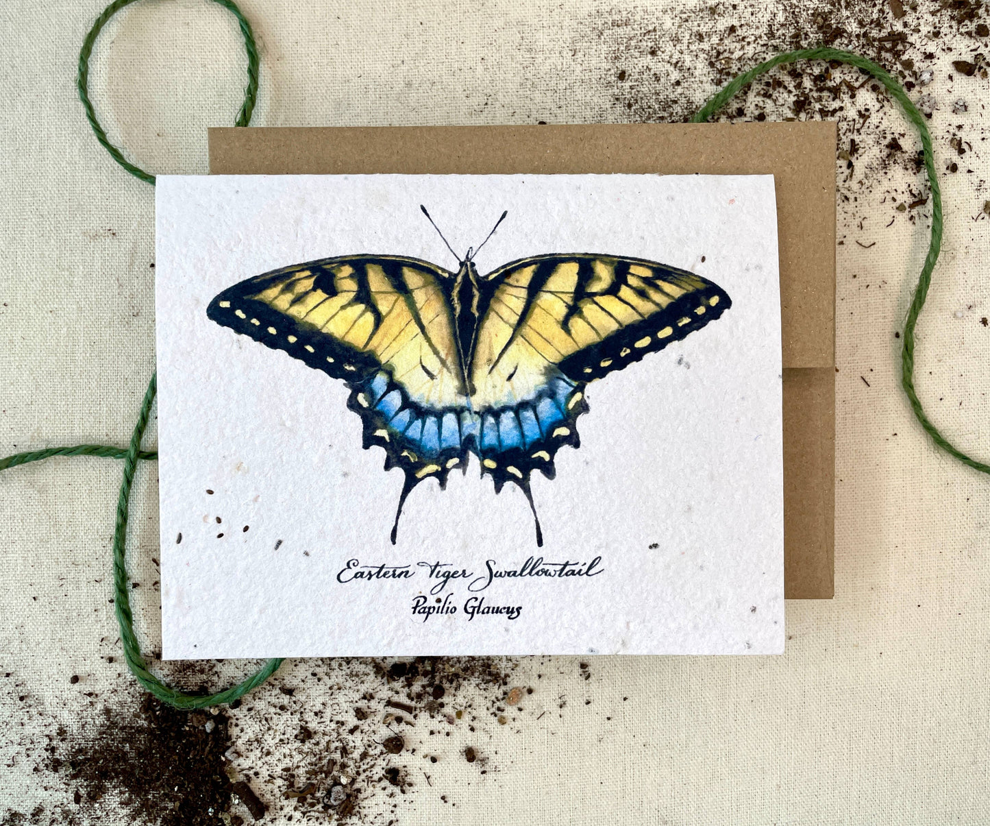 Eastern Tiger Swallowtail Butterfly Plantable Wildflower