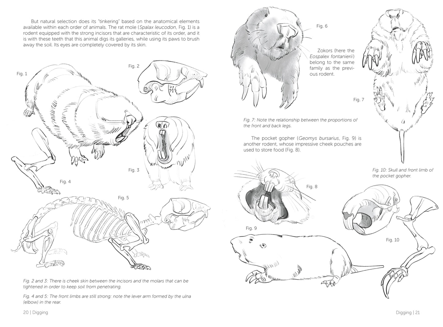 Morpho: Mammals: Elements of Comparative Morphology (Morpho: Anatomy for Artists #9)
