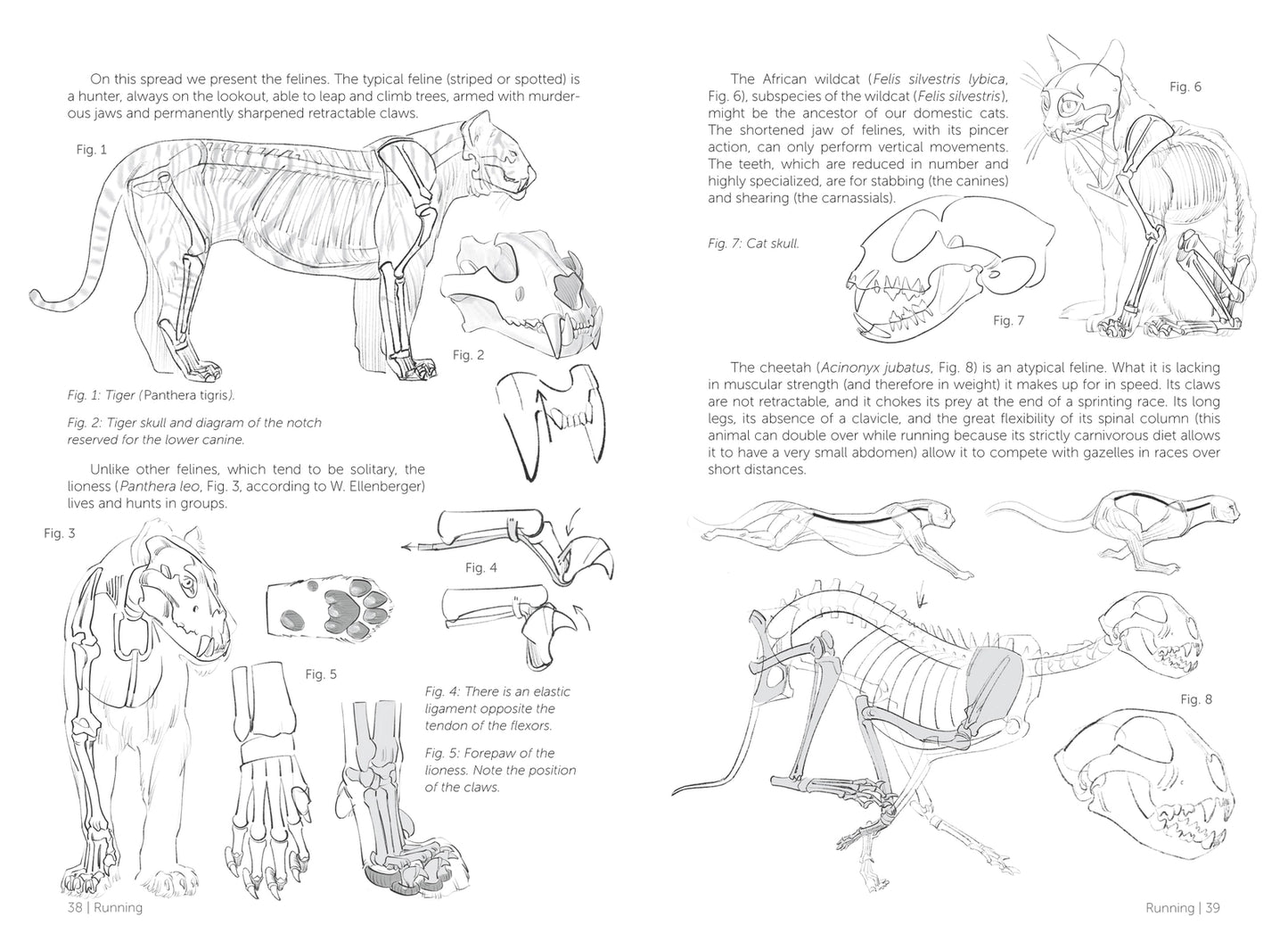 Morpho: Mammals: Elements of Comparative Morphology (Morpho: Anatomy for Artists #9)